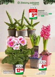 Gazetka promocyjna Dino - Gazetka 01 / 2026 - Gazetka - ważna od 05.01 do 05.01.2026 - strona 41 - produkty: Sok, Hiacynt, Prymula
