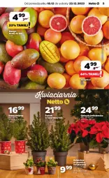 Gazetka promocyjna Netto - Artykuły spożywcze - Gazetka - ważna od 23.12 do 23.12.2023 - strona 5 - produkty: Sos, Kalanchoe, Gwiazda, Mango, Grejpfrut