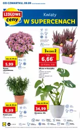 Gazetka promocyjna Lidl - GAZETKA - Gazetka - ważna od 12.09 do 12.09.2021 - strona 58 - produkty: Sok, Por, Chryzantema, Cień, Kosz, O nas, Tera