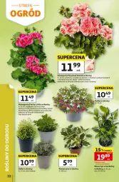 Gazetka promocyjna Auchan - 30 Lat Hipermarket - Gazetka - ważna od 13.05 do 13.05.2026 - strona 22 - produkty: Astrid