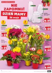 Gazetka promocyjna Kaufland - Gazetka tygodnia - Gazetka - ważna od 28.05 do 28.05.2025 - strona 16 - produkty: Gerber, Tulipan, Kalanchoe, Tera, Wazon