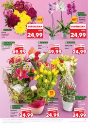 Gazetka promocyjna Kaufland - Gazetka tygodnia - Gazetka - ważna od 28.05 do 28.05.2025 - strona 17 - produkty: Ser, Tulipan, Róża, Storczyk, Bukiet