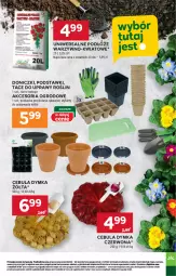 Gazetka promocyjna Stokrotka - Supermarket - Gazetka - ważna od 26.02 do 26.02.2025 - strona 35 - produkty: Cebula, HP