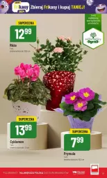 Gazetka promocyjna PoloMarket - Gazetka - ważna od 20.02 do 20.02.2024 - strona 25 - produkty: Cyklamen, Prymula, Róża