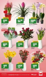 Gazetka promocyjna PoloMarket - Gazetka - ważna od 20.02 do 20.02.2024 - strona 9 - produkty: Hiacynt, Storczyk