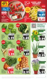 Gazetka promocyjna Kaufland - Gazetka tygodnia - Gazetka - ważna od 26.07 do 26.07.2023 - strona 5 - produkty: Cebula, Gra, Pietruszka, Papryka, Bukiet, Grunt, Pomidory, Rzodkiewka, Fa