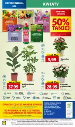 Gazetka promocyjna Lidl - GAZETKA - Gazetka - ważna od 10.07 do 10.07.2024 - strona 50 - produkty: Sok, Por, Gra, Cień, O nas, Kalanchoe, Mola