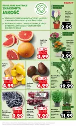 Gazetka promocyjna Kaufland - Mocny Start - Gazetka - ważna od 28.02 do 28.02.2024 - strona 17 - produkty: Hiacynt, Cytryny, Kalanchoe, Winogrona, Wino, Grejpfrut