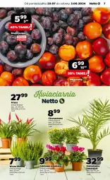 Gazetka promocyjna Netto - Od Poniedziałku - Gazetka - ważna od 03.08 do 03.08.2024 - strona 7 - produkty: Cyklamen, Chryzantema, Nektarynka, Nektar
