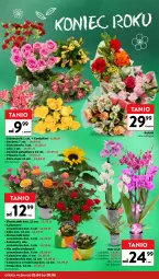 Gazetka promocyjna Intermarche - Gazetka promocyjna - Gazetka - ważna od 01.07 do 01.07.2026 - strona 22 - produkty: Piwo, Gerber, Róża, Chia, Kalanchoe, Storczyk, Bukiet, Sukulent