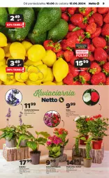 Gazetka promocyjna Netto - Od Poniedziałku - Gazetka - ważna od 15.06 do 15.06.2024 - strona 9 - produkty: Róża, Kalanchoe, Siatka, Fa