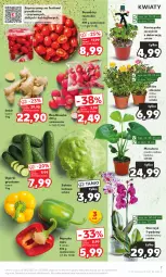 Gazetka promocyjna Kaufland - Gazetka tygodnia - Gazetka - ważna od 02.01 do 02.01.2024 - strona 7 - produkty: Sałata lodowa, Róża, Papryka, Tera, Sałat, Storczyk, Grunt, Pomidory, Rzodkiewka, Imbir