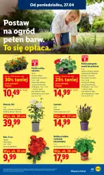 Gazetka promocyjna Lidl - Gazetka ważna od 27.04 do 28.04 - Gazetka - ważna od 28.04 do 28.04.2026 - strona 89 - produkty: Piwo, Sos, Truskawki, Bukiet, Aksam, Ogród, Pomidory