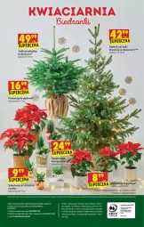 Gazetka promocyjna Biedronka - Wigilia - Gazetka - ważna od 22.12 do 22.12.2021 - strona 64 - produkty: Sok, Ser, Gra, Telefon, Poinsecja, Kask, Renifer, Gala, Sukulent, Fa