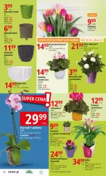 Gazetka promocyjna E Leclerc - Gazetka - ważna od 17.02 do 17.02.2024 - strona 12 - produkty: Gra, Cyklamen, Gerber, Tulipan, Prymula, Róża, Bromelia, Bukiet, Sukulent, Osłonka