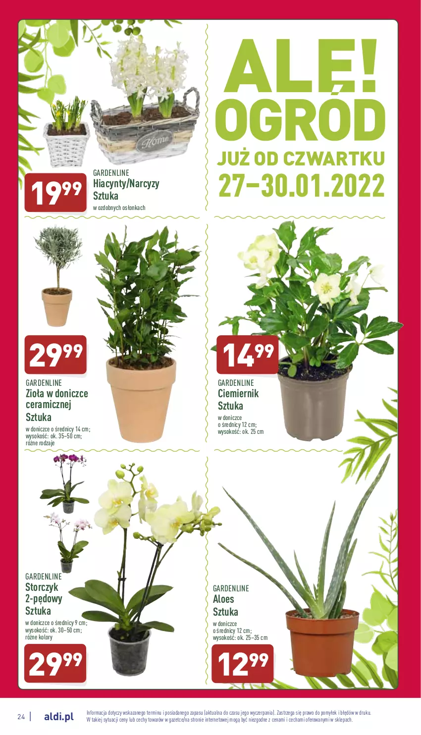 Gazetka promocyjna Aldi - Pełny katalog - ważna 24.01 do 30.01.2022 - strona 24 - produkty: Hiacynt, Narcyz, Osłonka, Sok, Storczyk, Zioła w doniczce