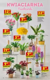Gazetka promocyjna Biedronka - W tym tygodniu - Gazetka - ważna od 30.01 do 30.01.2022 - strona 8 - produkty: Sok, Gin, Tulipan, , Fa