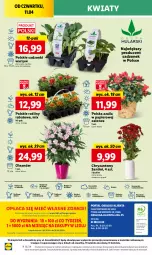 Gazetka promocyjna Lidl - GAZETKA - Gazetka - ważna od 13.04 do 13.04.2024 - strona 38 - produkty: Sok, Por, Gra, Pietruszka, Papier, Ogórek, Szal, Cień, Kosz, O nas, Mola, Bukiet