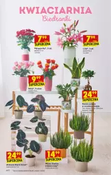 Gazetka promocyjna Biedronka - W tym tygodniu - Gazetka - ważna od 02.10 do 02.10.2021 - strona 16 - produkty: Róża, Tera, Lack, Kasia