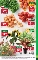 Gazetka promocyjna Stokrotka - Market - Gazetka - ważna od 30.07 do 30.07.2025 - strona 7 - produkty: Cebula, Warzywa, Sałata masłowa, Sałat, Bukiet, Owoce, Masło, Pomidory, Mięso