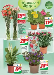 Gazetka promocyjna Dino - Gazetka 15 / 2024 - Gazetka - ważna od 16.04 do 16.04.2024 - strona 47 - produkty: Sok, Róża, Bukiet