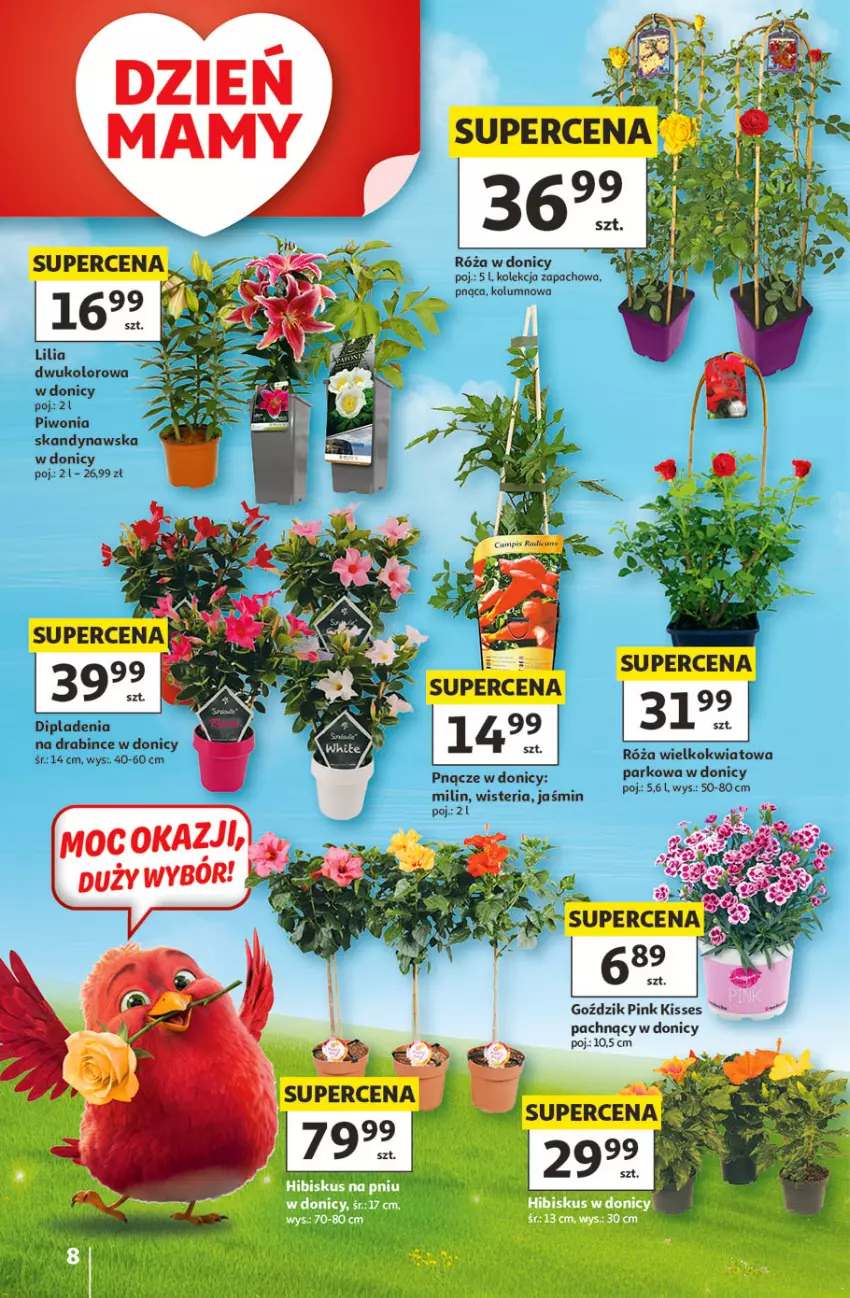 Gazetka promocyjna Auchan - 30 Lat Hipermarket - ważna 21.05 do 27.05.2026 - strona 8 - produkty: Piwo, Róża