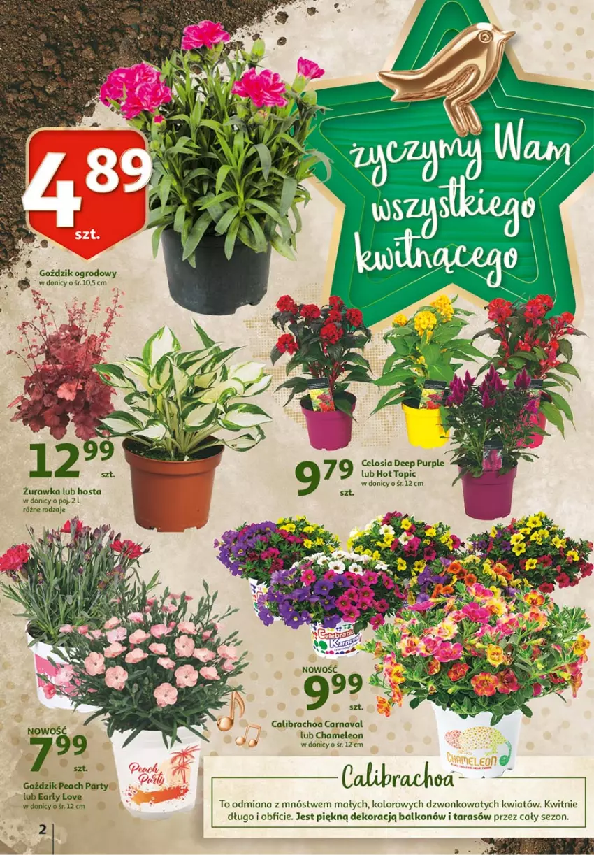 Gazetka promocyjna Auchan - 25 Urodziny – Życzymy wszystkiego kwitnącego - ważna 06.05 do 15.05.2021 - strona 2 - produkty: Eleo, Leon, Pur, Top