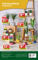 Gazetka promocyjna Biedronka - Gazetka - Biedronka.pl - Gazetka - ważna od 04.02 do 04.02.2023 - strona 48 - produkty: Por, Gra, Hiacynt, Telefon, Papier, Primula, Wazon, , Narcyz, Sukulent