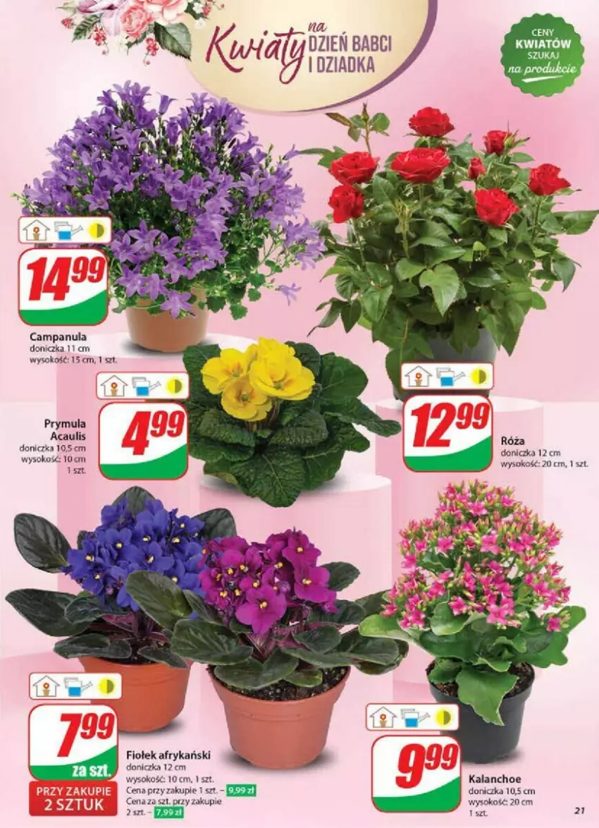 Gazetka promocyjna Dino - ważna 15.01 do 21.01.2025 - strona 14 - produkty: Campanula, Kalanchoe, Prymula, Róża, Sok