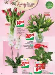 Gazetka promocyjna Dino - Gazetka - ważna od 21.01 do 21.01.2025 - strona 13 - produkty: Sok, Gerber, Tulipan, Storczyk, Bukiet