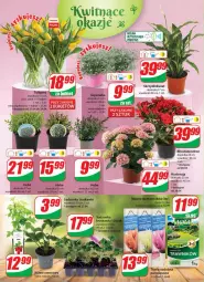 Gazetka promocyjna Dino - Gazetka 17 - Gazetka - ważna od 02.05 do 02.05.2023 - strona 22 - produkty: Sok, Tulipan, , Bukiet