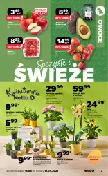 Gazetka promocyjna Netto - Od Poniedziałku - Gazetka - ważna od 19.04 do 19.04.2025 - strona 7 - produkty: Ser, Rzeżucha, Nektarynka, Storczyk, Narcyz, Owoce, Nektar