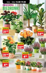 Gazetka promocyjna Biedronka - Od Środy - Gazetka - ważna od 14.08 do 14.08.2026 - strona 79 - produkty: Sok, Gra, Hibiskus, Róża, Kalanchoe, Wazon, Grafika, Fa