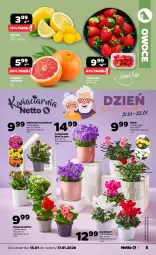 Gazetka promocyjna Netto - Od Czwartku - Gazetka - ważna od 17.01 do 17.01.2026 - strona 5 - produkty: Campanula, Róża, Kalanchoe, Siatka, Owoce, Grejpfrut