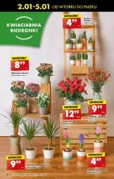 Gazetka promocyjna Biedronka - Od wtorku - Gazetka - ważna od 05.01 do 05.01.2024 - strona 22 - produkty: Sok, Gin, Hiacynt, Róża, Kaktus, Wazon