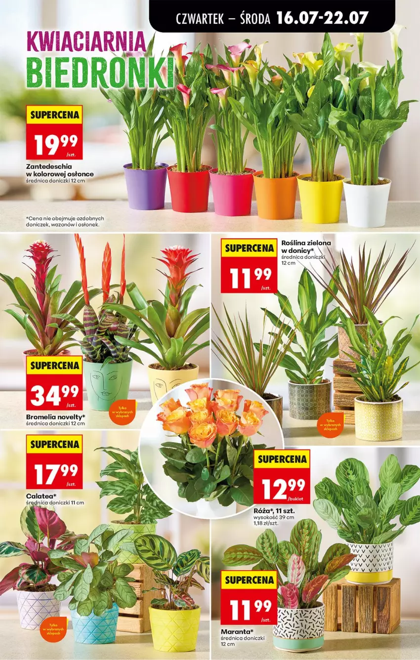 Gazetka promocyjna Biedronka - Od Czwartku - ważna 16.07 do 18.07.2026 - strona 73 - produkty: Bromelia, Chia, Fa, Róża, Sok, Wazon