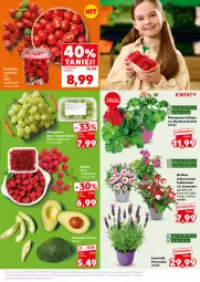 Gazetka promocyjna Kaufland - Mocny Start - Gazetka - ważna od 07.05 do 07.05.2025 - strona 11 - produkty: Surf, Winogrona, Astrid, Wino, Pomidory