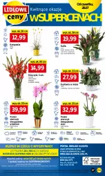 Gazetka promocyjna Lidl - GAZETKA - Gazetka - ważna od 30.07 do 30.07.2022 - strona 47 - produkty: Sok, Por, Gry, Cień, O nas, Storczyk, Mola, Bukiet, Miecz