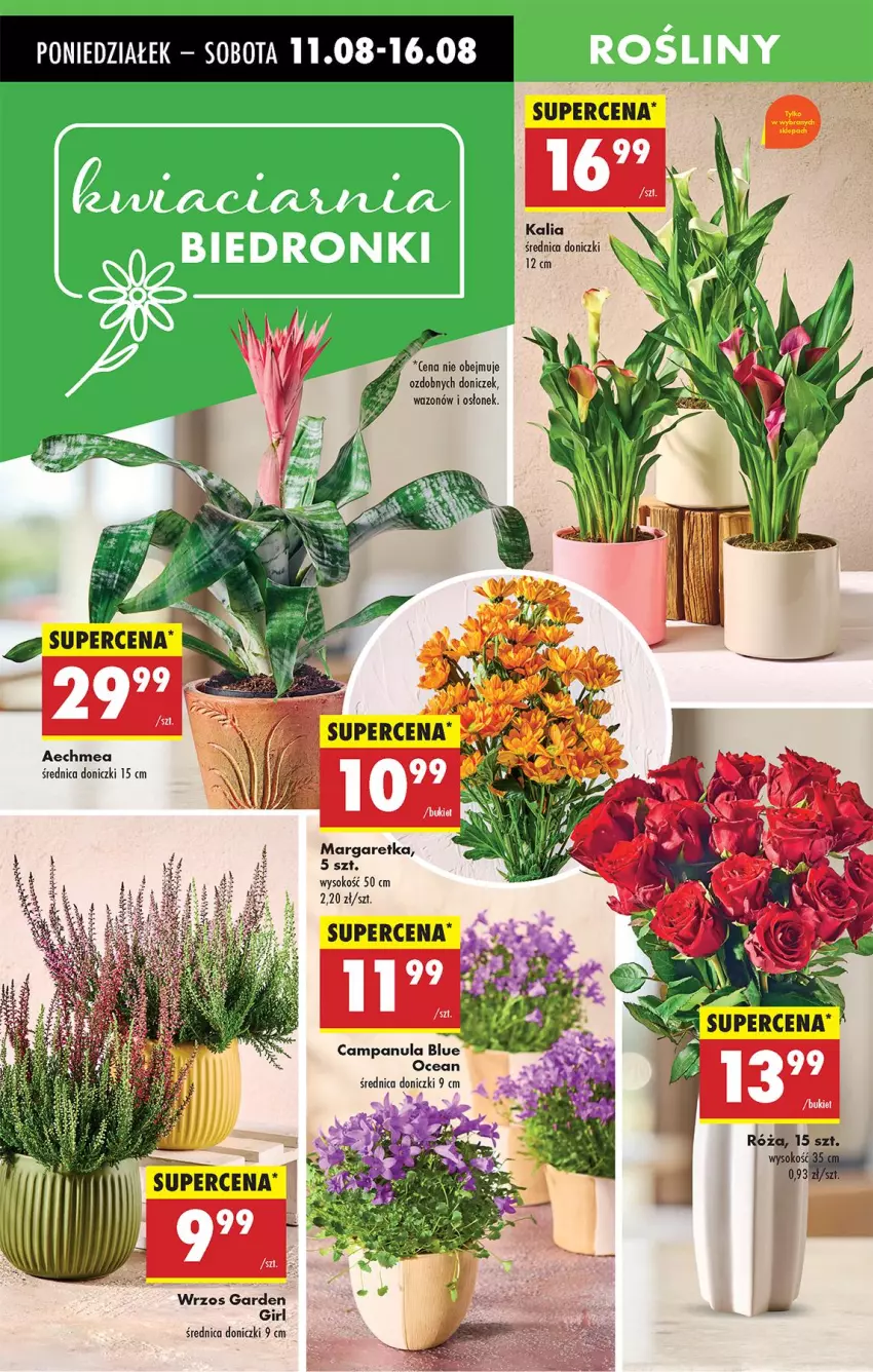 Gazetka promocyjna Biedronka - Od Poniedziałku - ważna 11.08 do 16.08.2025 - strona 24 - produkty: Campanula, Sok, Wazon