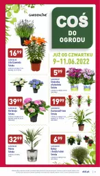 Gazetka promocyjna Aldi - Pełny katalog - Gazetka - ważna od 11.06 do 11.06.2022 - strona 29 - produkty: Sok, Palma