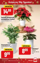 Gazetka promocyjna PoloMarket - Gazetka pomocyjna - Gazetka - ważna od 29.11 do 29.11.2022 - strona 11 - produkty: Hama, Cyklamen, Gwiazda