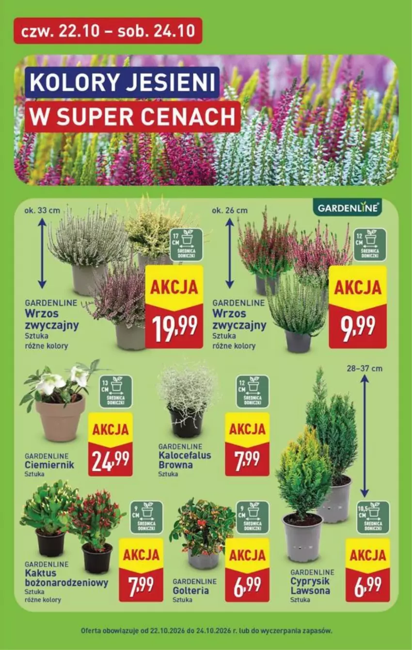 Gazetka promocyjna Aldi - Pełna oferta - ważna 19.10 do 24.10.2026 - strona 45 - produkty: Cyprysik, Fa, Kaktus