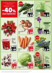 Gazetka promocyjna Kaufland - Kaufland - Gazetka - ważna od 20.03 do 20.03.2024 - strona 15 - produkty: Cebula, Sałata lodowa, Czosnek, Sałat, Storczyk, Pomidory