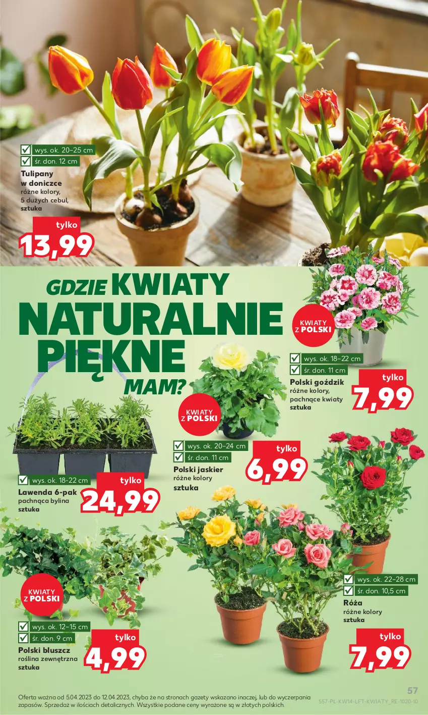 Gazetka promocyjna Kaufland - 5 kwietnia - ważna 05.04 do 12.04.2023 - strona 57 - produkty: Róża, Tulipan