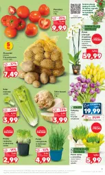 Gazetka promocyjna Kaufland - 5 kwietnia - Gazetka - ważna od 12.04 do 12.04.2023 - strona 9 - produkty: Ser, Seler korzeń, Tulipan, Rzeżucha, Serwetki, Ziemniaki, Storczyk, Bukiet, Seler naciowy, Grunt, Pomidory