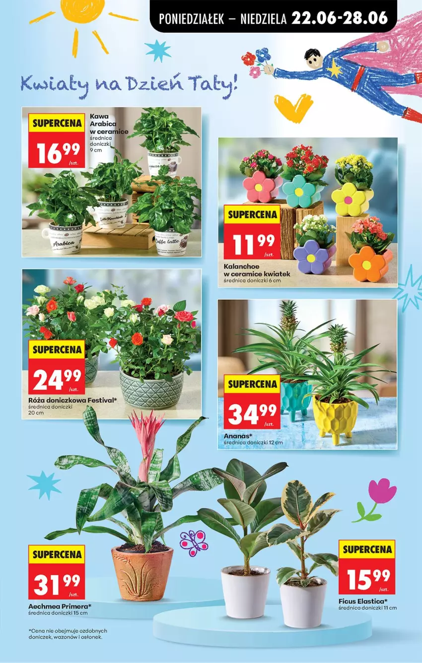 Gazetka promocyjna Biedronka - Od Poniedziałku - ważna 22.06 do 28.06.2026 - strona 7 - produkty: BIC, Kalanchoe, Kawa, Róża, Wazon