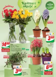 Gazetka promocyjna Dino - Gazetka - ważna od 19.03 do 19.03.2024 - strona 43 - produkty: Sok, Hiacynt, Bukiet