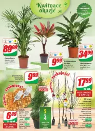 Gazetka promocyjna Dino - Gazetka - ważna od 19.03 do 19.03.2024 - strona 46 - produkty: Sok, Morela, Szal, Palma, Nektarynka, Nektar