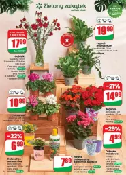 Gazetka promocyjna Dino - Gazetka - ważna od 05.08 do 05.08.2025 - strona 48 - produkty: Sok, Rum, Mus, Cyklamen, Biohumus, Kalanchoe, Bukiet, Osłonka, Fa