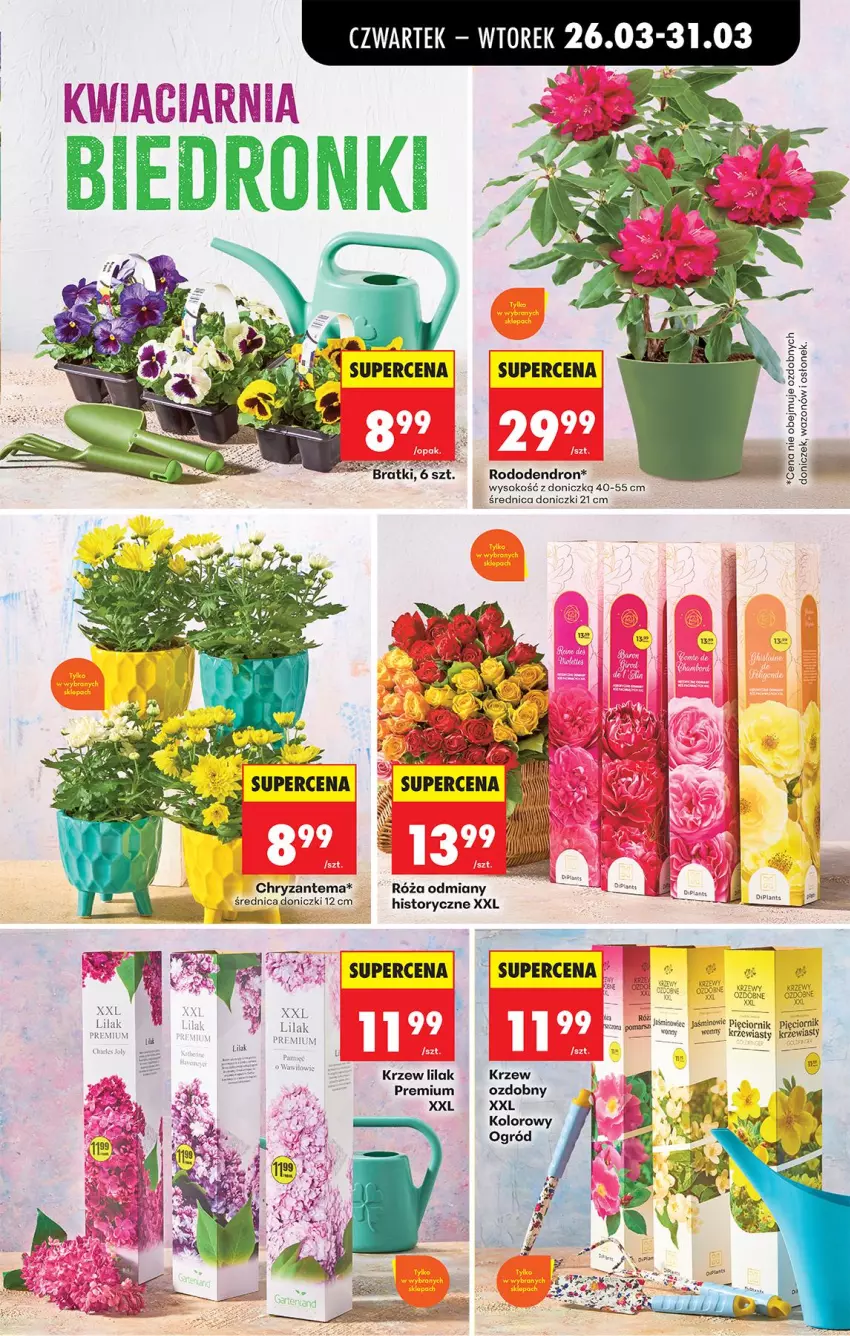 Gazetka promocyjna Biedronka - Od Czwartku - ważna 26.03 do 01.04.2026 - strona 83 - produkty: Chryzantema, Ogród, Por, Róża, Sok, Wazon